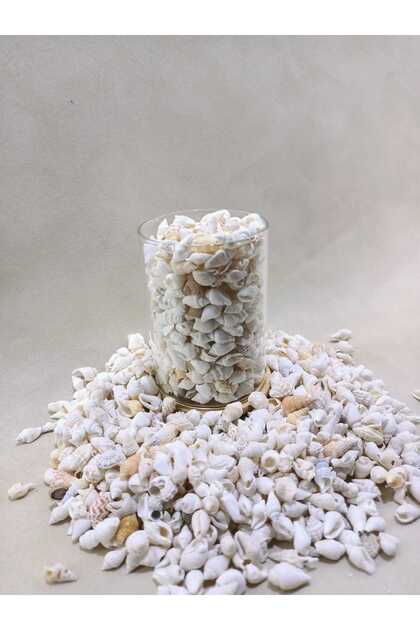 100 gr Natural Minik Deniz Kabuğu – Karışık Nassa Shell | Dekor, Hobi, Teraryum, Akvaryum