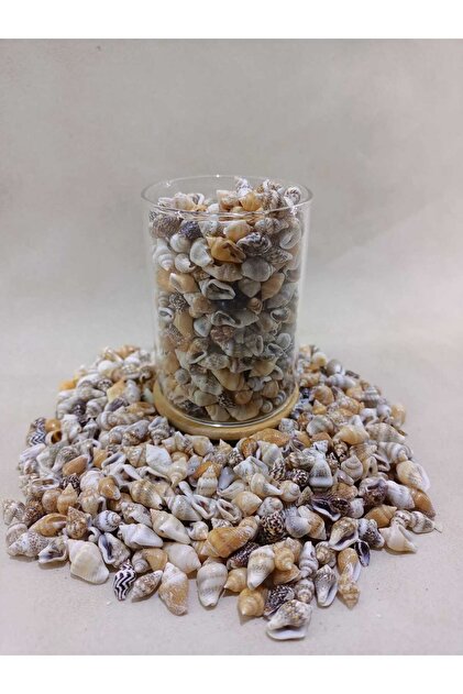 100 gr 250-300 Adet Natural Minik Deniz Kabuğu – Nassa Shell | Dekor, Hobi, Teraryum,