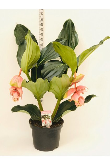 Medinella, Medine Gülü 40-50cm