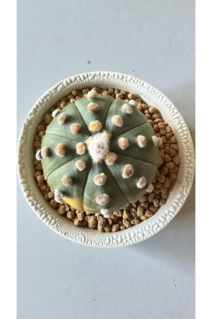 ATLANTE CACTUS Astrophytum Asterias Variegated “OOIBO” 6 cm
