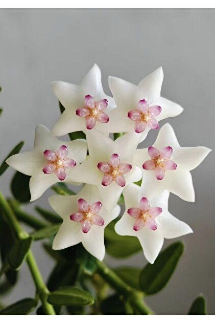 165サイコフラワー PLANT Hoya Dickasoniana (Weebella) Mum Çiçeği - Fiyatı, Yorumları
