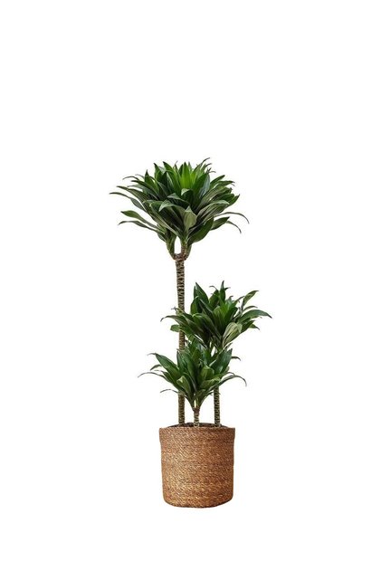 Dracaena Fragrans Janet 3 Gövdeli (Dracena Compacta 90-100 cm) hasır dekoratif saksıda