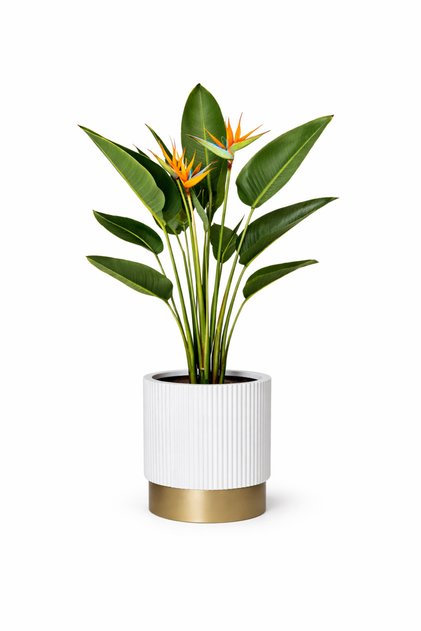 40x40 cm Luxury Beyaz Gold Fiber Saksı iç ve Dış Mekan Uyumlu Saksı