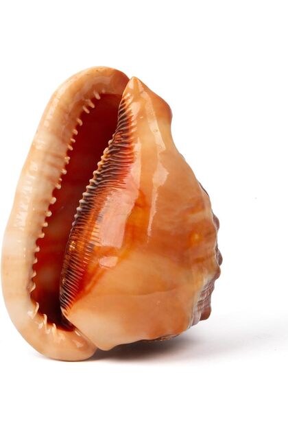 Natural Sea Shell Collection โ Large Decorative Seashells for Home Decor, Beach Theme Decorations