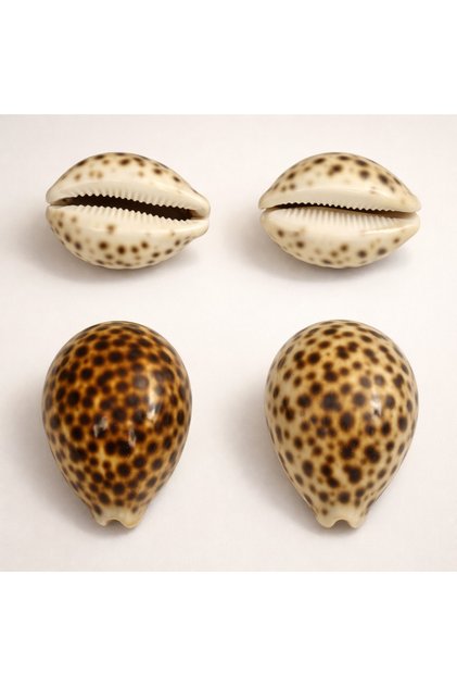 Natural Sea Shell Collection โ Large Decorative Seashells for Home Decor, Beach Theme Decorations