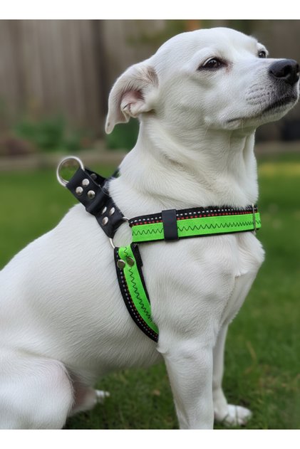 Dog Chest Harness Adjustable Small & Medium Breed Collar Cord Green & Black