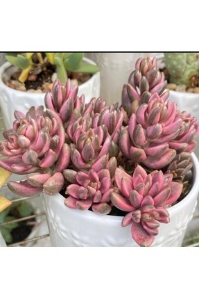 cantropikal Echeveria Perle Von Nurnberg - Pembe Ve Mor Tonlarında