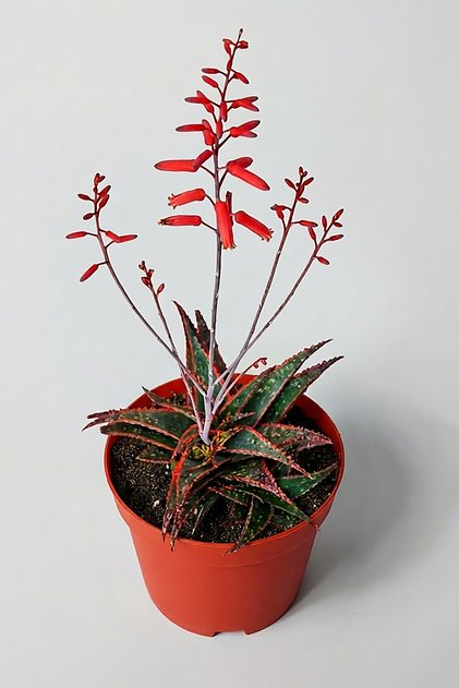 Aloe Christmas Carol Sukulent – Renkli Yapraklı Koleksiyon Aloe