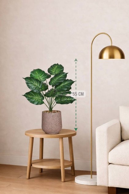 Heart-shaped leaf seedling, 55 cm long