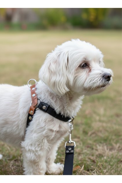 Dog Chest Harness Adjustable Small Breed Leather Black