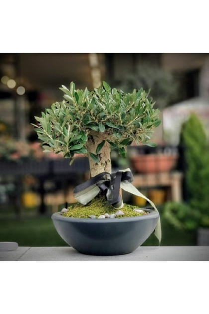 BONSAI出品 prestijiseed 3 Adet Tohum Bodur Bonsai Zeytin Ağacı Tohumu