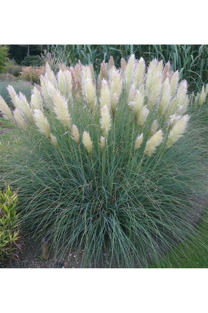 Thebestonline Pampas Otu Fidesi Cortaderia Selloana Saz Püskülü