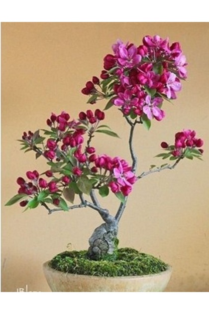 5 Adet Bodur Bonsai Pembe Orkide Ağacı Tohumu