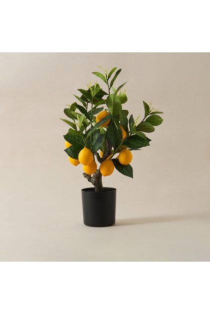 Decorative Lemon Tree