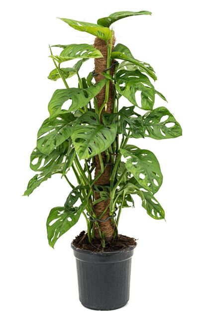 Yosun Gövdeli Monstera Monkey Mask - Monstera Adansonii - Sarmaşık Deve Tabanı Bitkisi