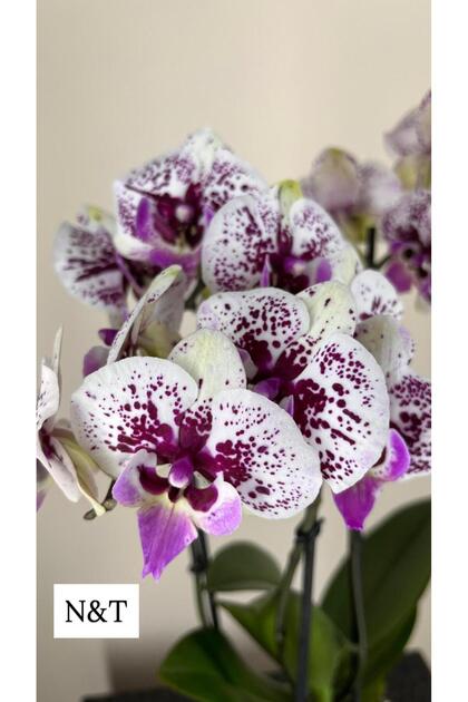 Phalaenopsis BY Opti-flor İthal 3 Dal Orkide (N&T)