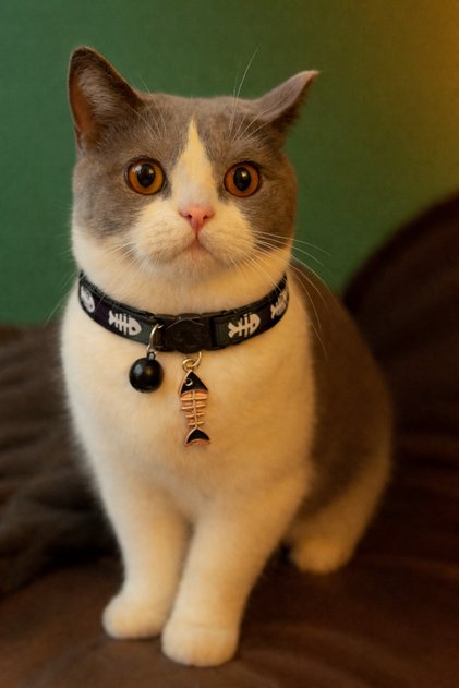 Fishbone Pattern Charmlı Adjustable Black Cat Collar with Safety Buckle, with Bag