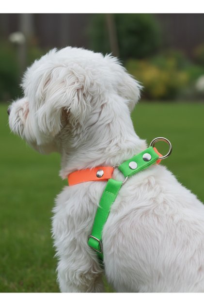Dog Collar Small and Mini Breed Adjustable 1.5cm Width Column Cord Green & Orange
