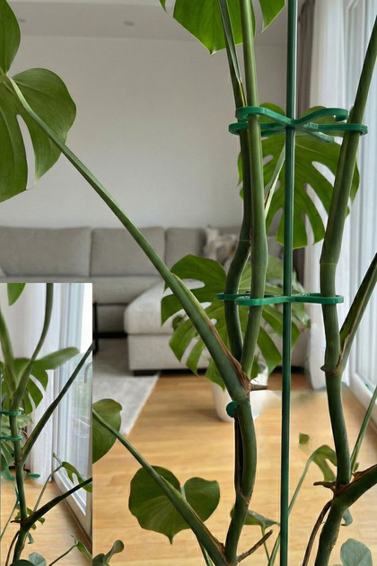 Decorstation Kalın Dallı Bitki Gövde Destek ve Sabitleme Klipsi