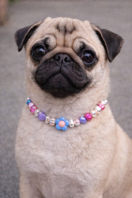 Customizable Adjustable Dog Necklace