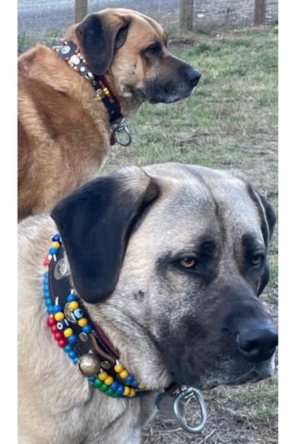Kangal Dog Collar Genuine Buffalo Leather with 2 Bells