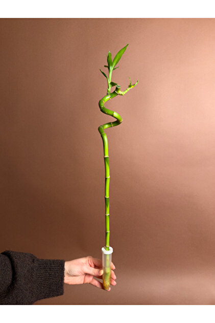 Şans Bambusu (Dracaena sanderiana) – 60 cm – Spiral Form Tek Gövde