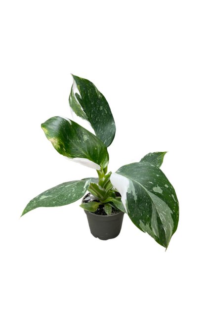 Philodendron 'White Wizard'