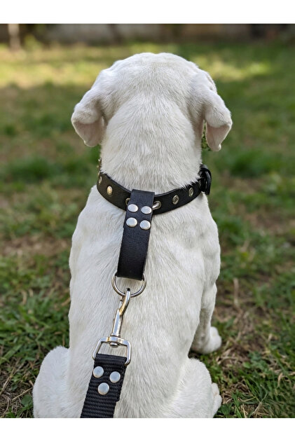 Dog Collar Adjustable Medium, Large and Extra Large Breeds 2.5cm Width Leather