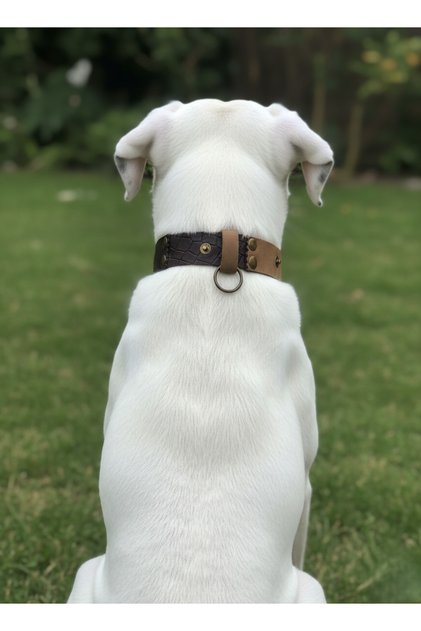 Dog Collar Adjustable Small & Medium & Large Breed 2.5cm Width Leather