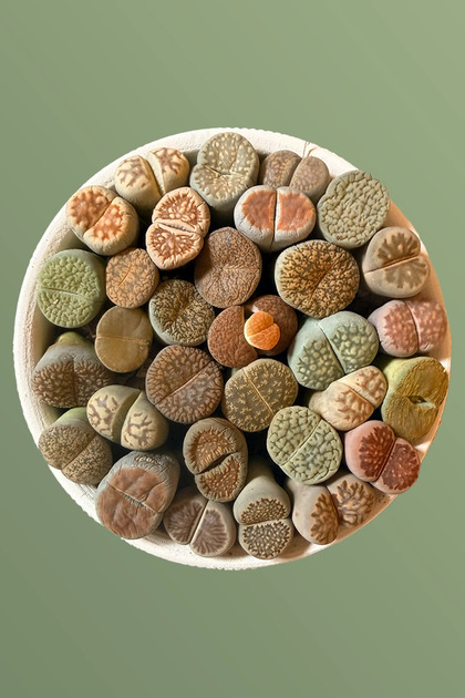 Lithops Ssp