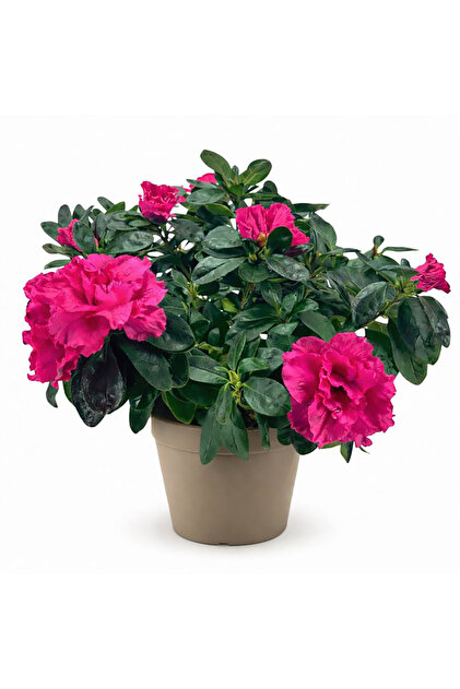Açelya (Azalea) Orman Gülü Pembe | 30-40 cm Boy Çiçekli Canlı Bitki