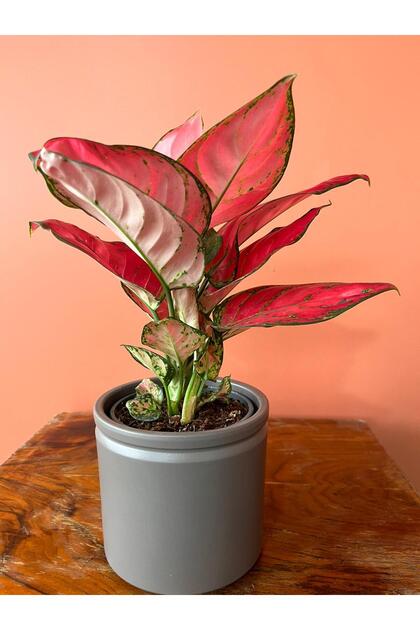 GREENVILA Pembe Aglaonema (Çin Herdemyeşili) | Bakımı Kolay İç