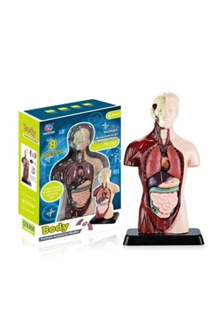 I'm A Genius Human Anatomy Learning Kit with Illustrated Cards and Pla