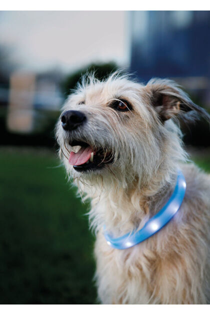IŞIKLI KÖPEK BOYUN TASMASI M-L 30 MM / 50 CM