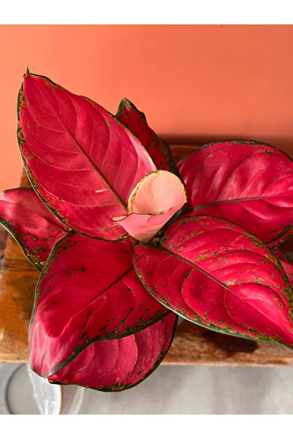 GREENVILA Pembe Aglaonema (in Herdemyeili) | Bakm Kolay  Mekan Salon  Bitkisi - Fiyat, Yorumlar