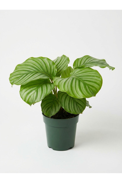 Calathea Orbifolia - Lush 30- 40 CM