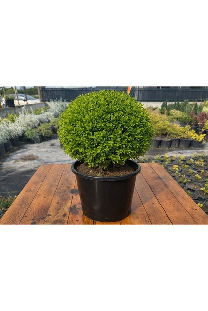 Top Şimşir (Buxus sempervirens) - 50-60 cm Boy