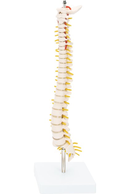 Yarım Boy Omurga Model (42 cm) - Omurga Maketi