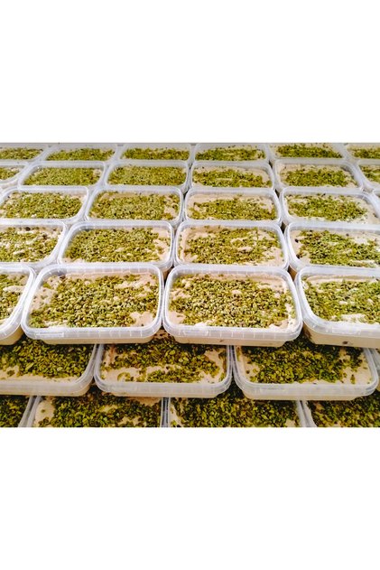 2 Packs of Halva with Date Sirup and Antep Pistachios (400 g * 2 Pieces)