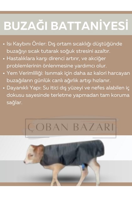BUZAĞI BATTANİYESİ