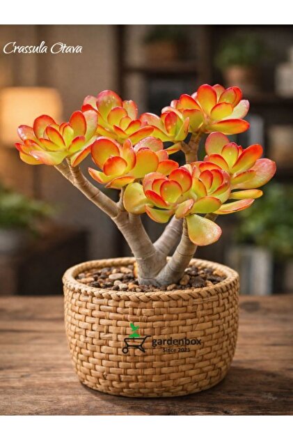 Bitkim Sende Crassula Ovata Sunset – Saksılı Canlı Yeşim Para