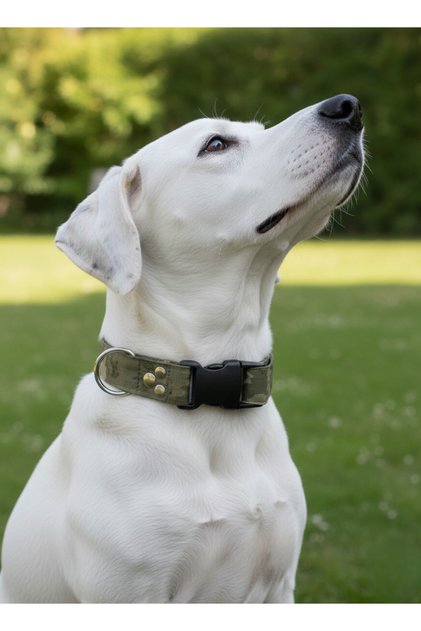 Dog Collar Adjustable for Small, Small, Medium and Large Breeds 2.5 cm Wide Colar Cord