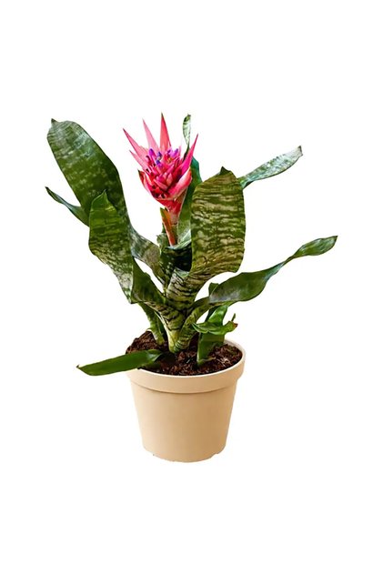 Açmaya Eşmeya - Kupa Çiçeği (Aechmea Fasciata) Tropikal Salon Bitkisi | Dekoratif Bitki