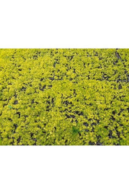 SARI SEDUM 10 ADET - YER ÖRTÜCÜ ÇOK YILLIK BİTKİ