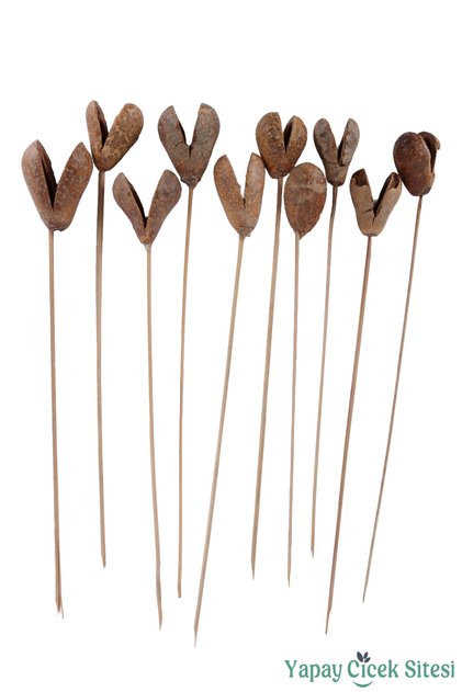 Kuru Çiçek Bell Cup Meyve 30 Cm 10lu