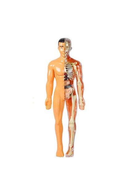 Jucarie Educationala Tetea, Kit STEM modelul de anatomie umana