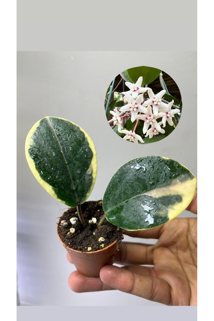 Hoya Australis Blondie mum çiçeği Fide 5,5lik Saksıda