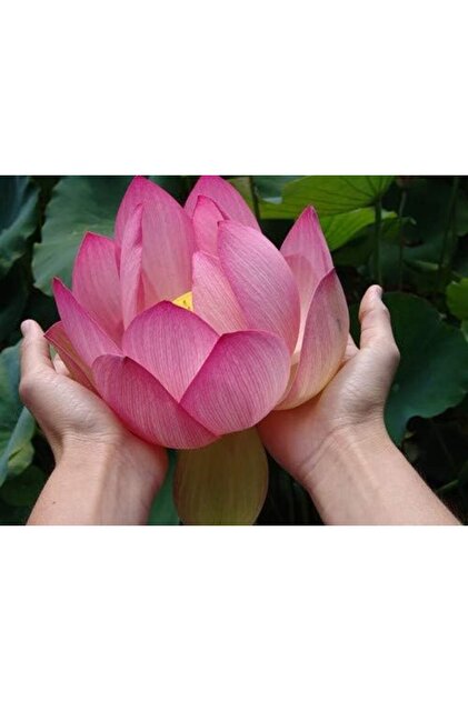 TrendySell Dev kutsal lotus tohumu Pembe çiçekli