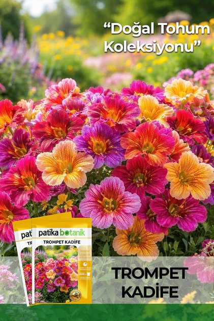 100 Adet Trompet Kadife Çiçek Tohumu (Salpiglossis Sinuata)