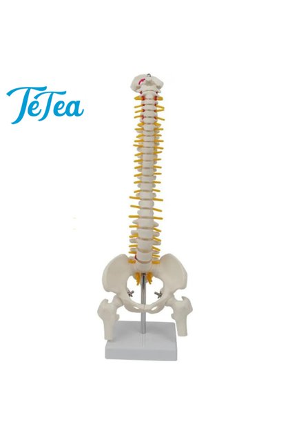 Mulaj Tetea,coloana vertebrala 45cm,compus din pelvis,oasele picioarelor,nervi si vascularizare
